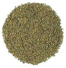 Millets (bajra)