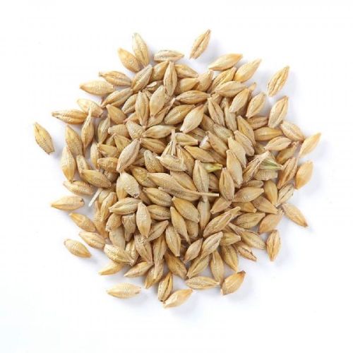 Barley, Cultivation Type : Natural