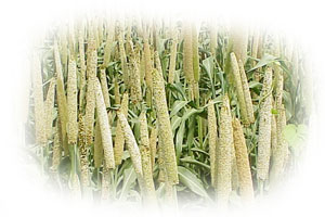 Yellow Millet