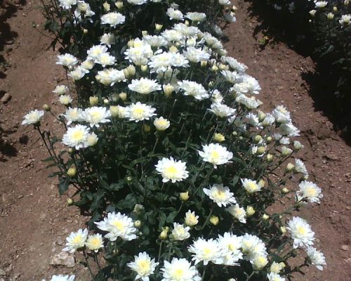 Sp Aster Hybrid Seeds (samanthi)