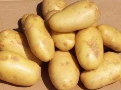 Fresh Potato