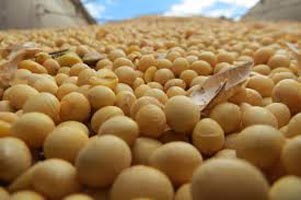 Animal Feed Soybean