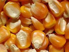 Human Feed Yellow Corn