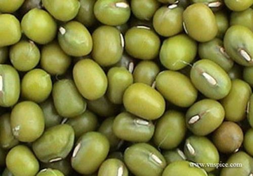 Green Mung Bean, Feature : Gluten Free, High In Protein