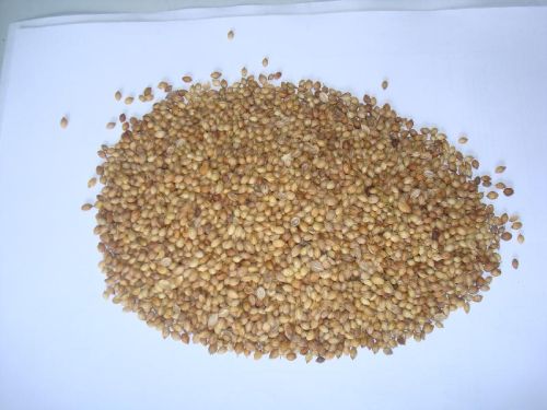 Coriander seeds, Purity : 99.9%