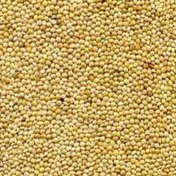 Sorghum Jowar