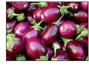 Brinjal, Cultivation Type : Organic