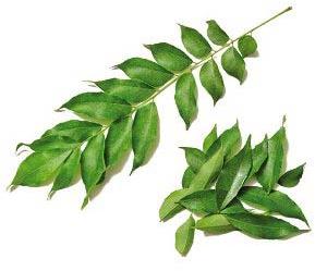 Fresh Curry Leaves