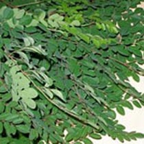 Fresh drumsticks, Packaging Size - 1-5 kg