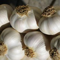 Garlic