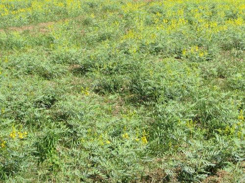 Cassia Angustifolia Plant, For Medicines, Packaging Type : Plastic Bags, Pouch