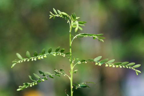 Phyllanthus Amarus Plant, For Agriculture, Feature : Medical Benefits, Provide Fresh Air