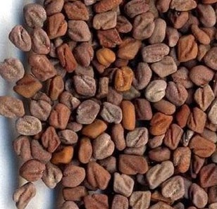 Fenugreek Seed Extract, Brand Name : hosea-herb