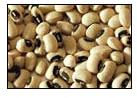 Pulses