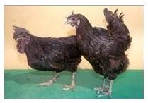 Kadaknath Poultry Farming In India