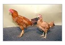 Poultry Farming