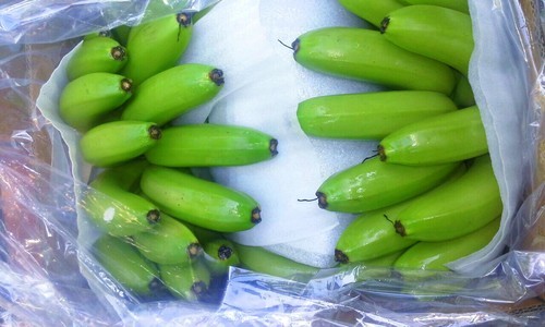 Natural Cavendish Banana, For Cooking, Food Medicine, Cosmetics, Human Consumption, Packaging Type : Carton