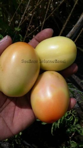 Red Organic Fresh Tomato, For Cooking, Skin Products