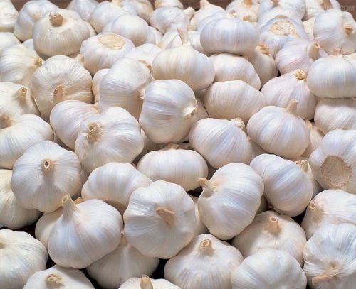 Fresh Garlic, Color : White