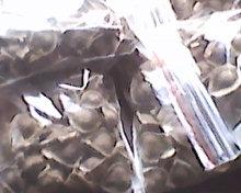 Moringa seeds, Packaging Size : 25Kg