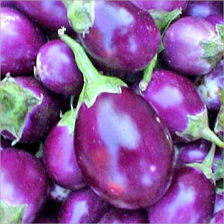 Fresh brinjal, Grade : A Grade