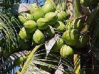 Natural Coconut Plants for Plantation, Agriculture