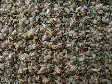 Ajwain Seeds