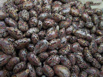 Castor Seeds