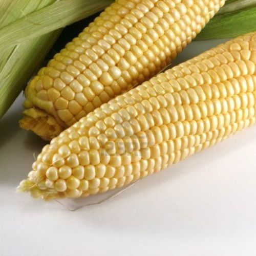 Yellow maize, Speciality : Organic