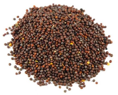 Mustard Oil Seeds, Packaging Type : Plastic Bag, Pouches