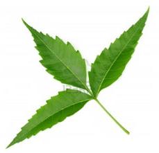 Neem leaf, Application : Medicine