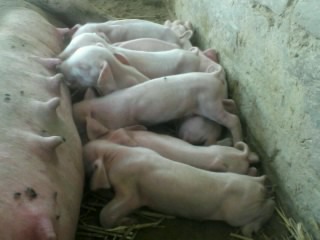 Piglets