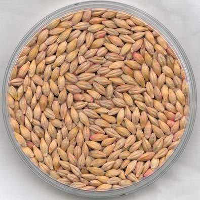 Barley Seeds, Packaging Type : PP Bag, PP Bag