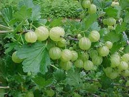 Amla Plant