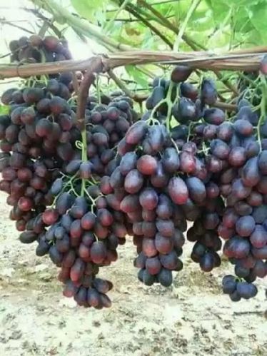 Gooseberry Plant