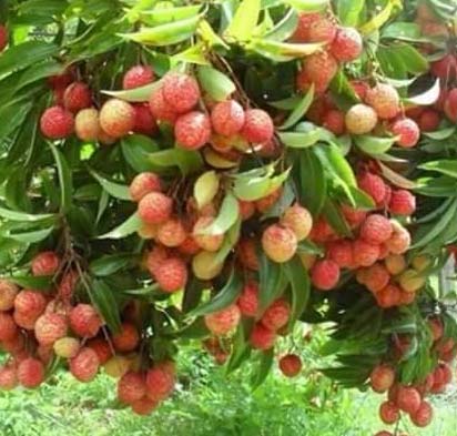 Lichi Plant