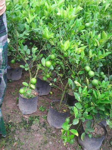 Natural Lemon Plant