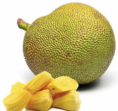 Organic Fresh Jackfruit, Packaging Type : Jute Bag