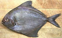 Black Pomfret Fish