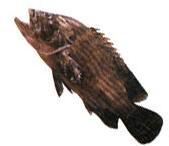 Brown Lined Reef Cod Fish