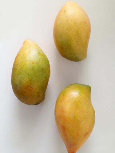 Fresh mango Specialities : Good For Nutritions, Good For Health