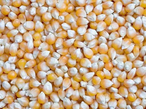 Shubham Seeds Yellow Maize