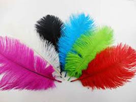 Ostrich Feather