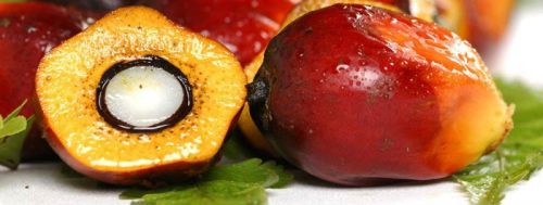 Refined Rbd Palm Oil