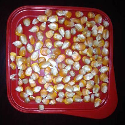 Yellow maize, Purity : 95%