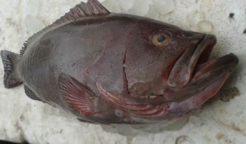 Fresh Chilled Plain Grouper Fish