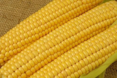 Yellow corn, Moisture Ratio : 14% Aproxx