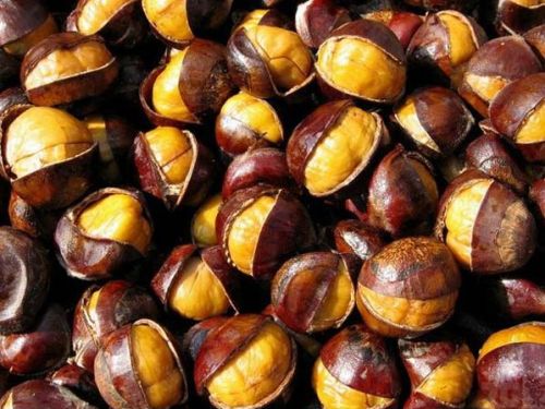 Chinese Chestnut