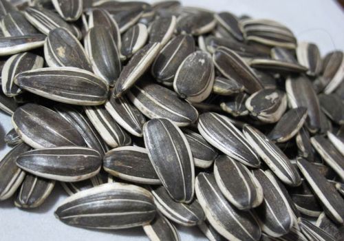 Melon seeds
