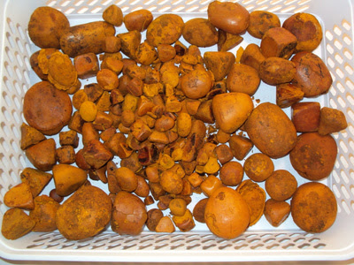 Cattle Gallstones